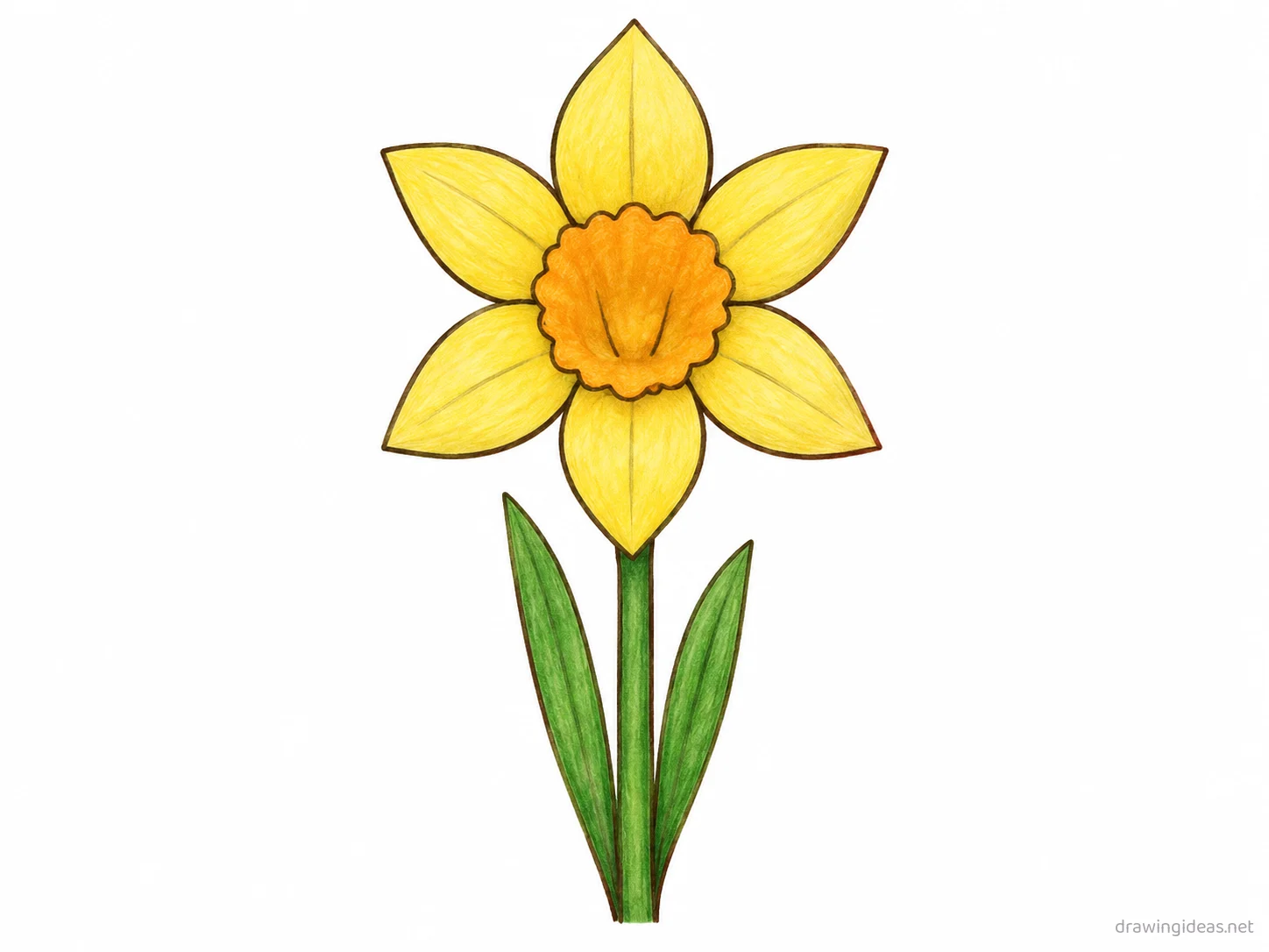 Daffodil drawing — hand-drawn daffodil illustration with ink lines and soft colors