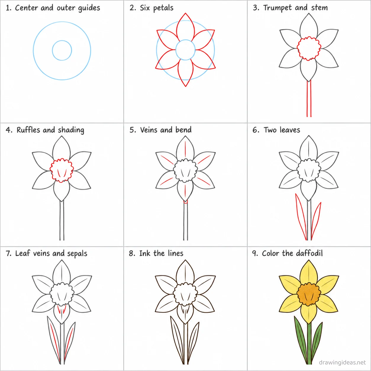 How to draw a daffodil step by step — 9-step daffodil drawing tutorial sheet