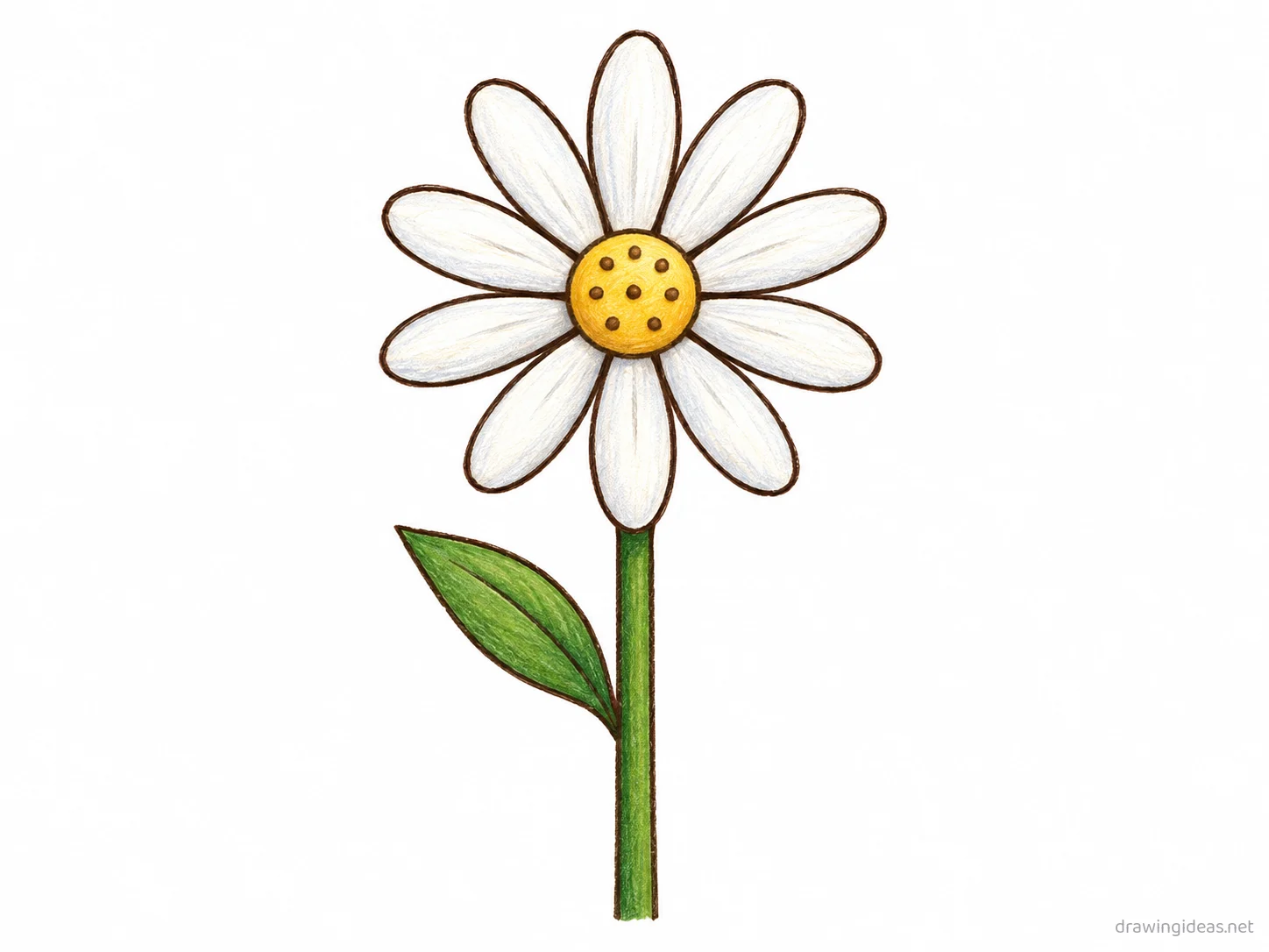 Daisy drawing — hand-drawn daisy illustration with ink lines and soft colors