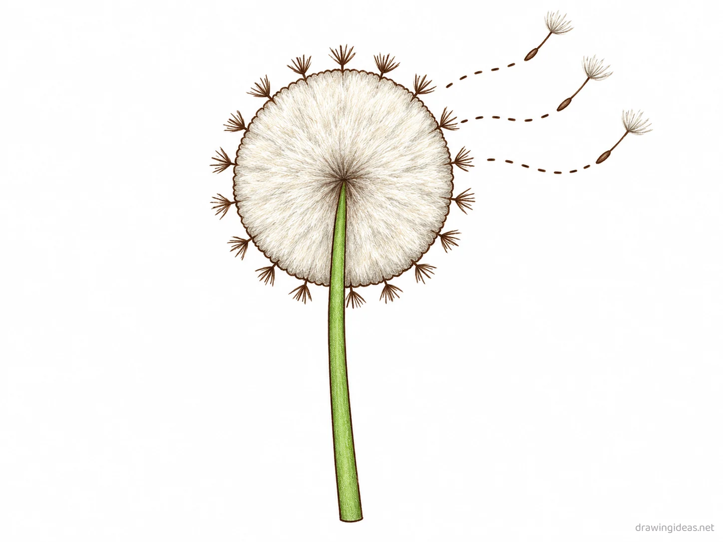 Dandelion drawing — hand-drawn dandelion illustration with ink lines and soft colors