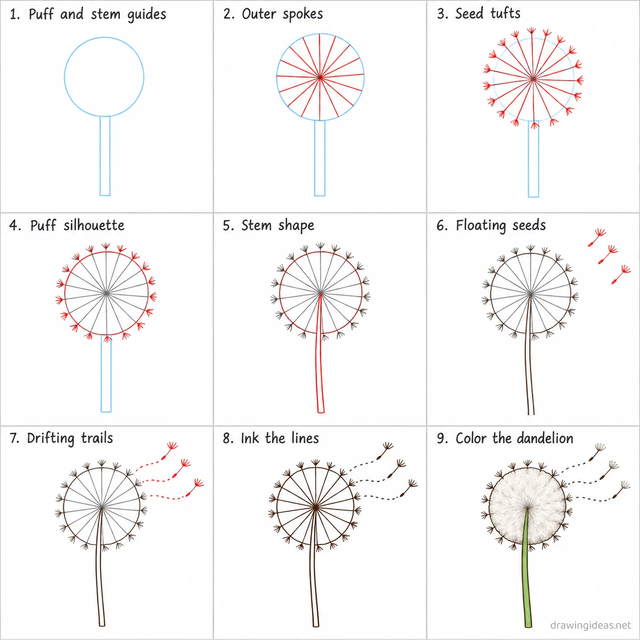 How to draw a dandelion step by step — 9-step dandelion drawing tutorial sheet