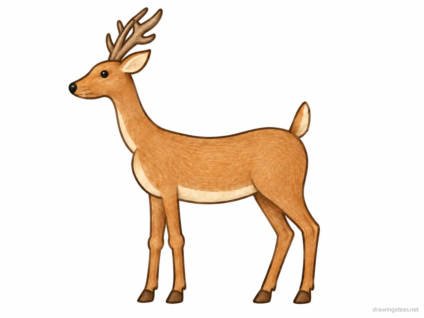 Deer drawing — hand-drawn deer illustration with ink lines and soft colors