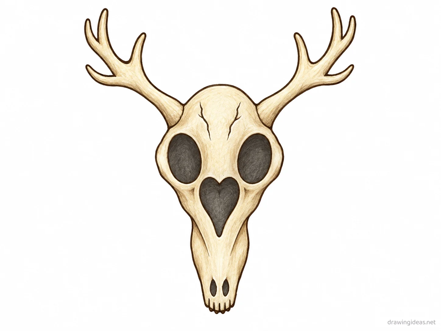 Deer Skull drawing — hand-drawn deer skull illustration with ink lines and soft colors