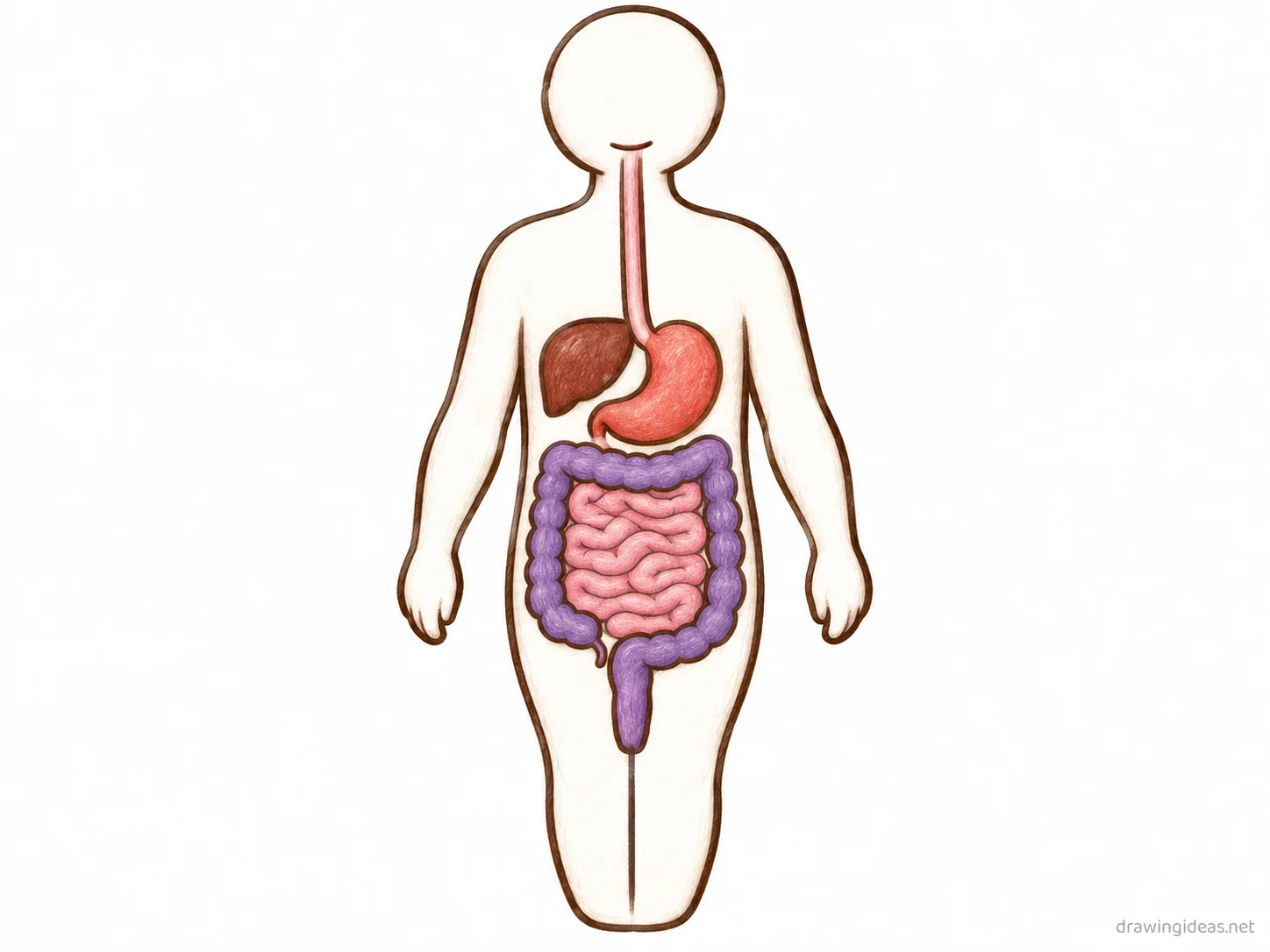 Digestive System drawing — hand-drawn Digestive System illustration with ink lines and soft colors