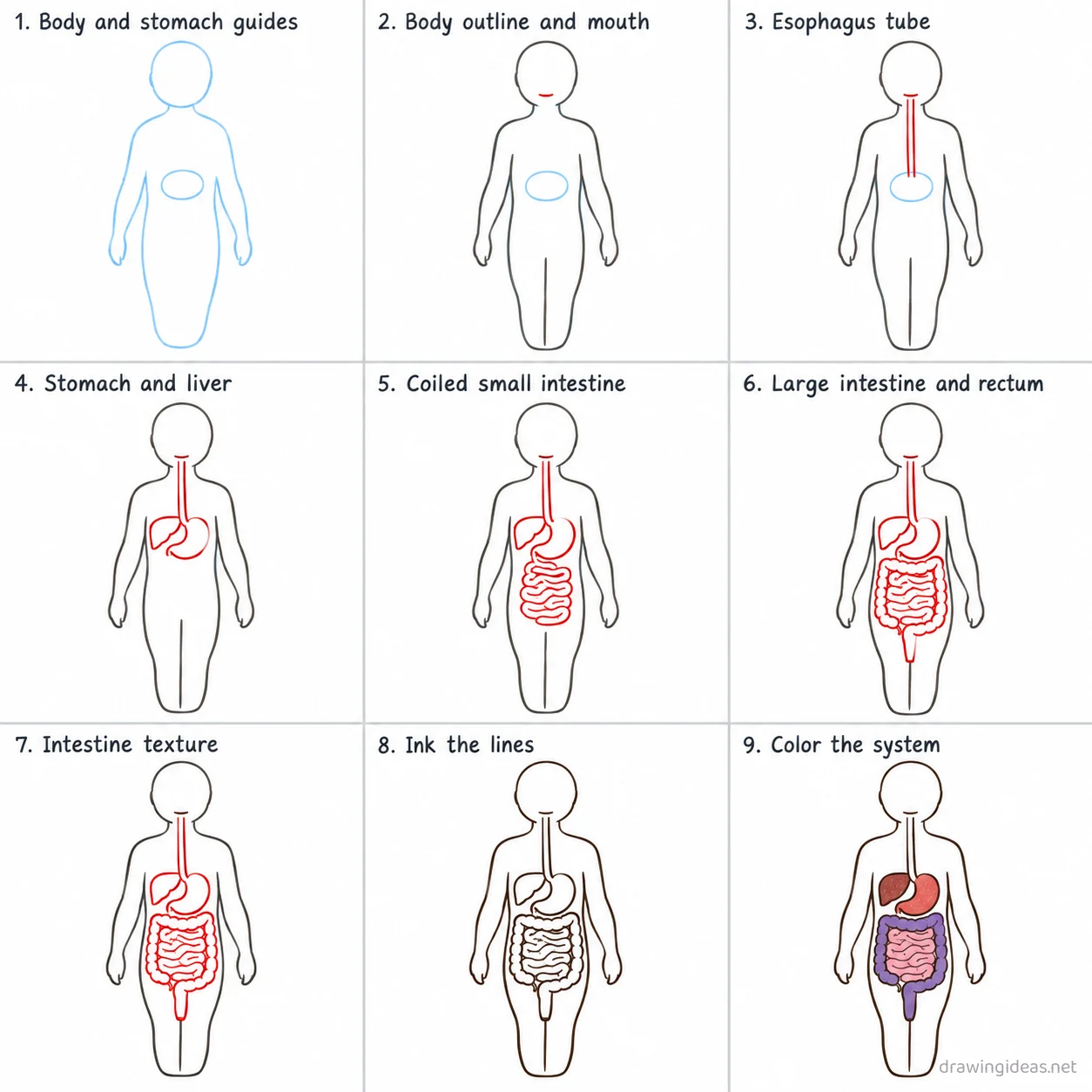 How to draw the Digestive System step by step — 9-step Digestive System drawing tutorial sheet
