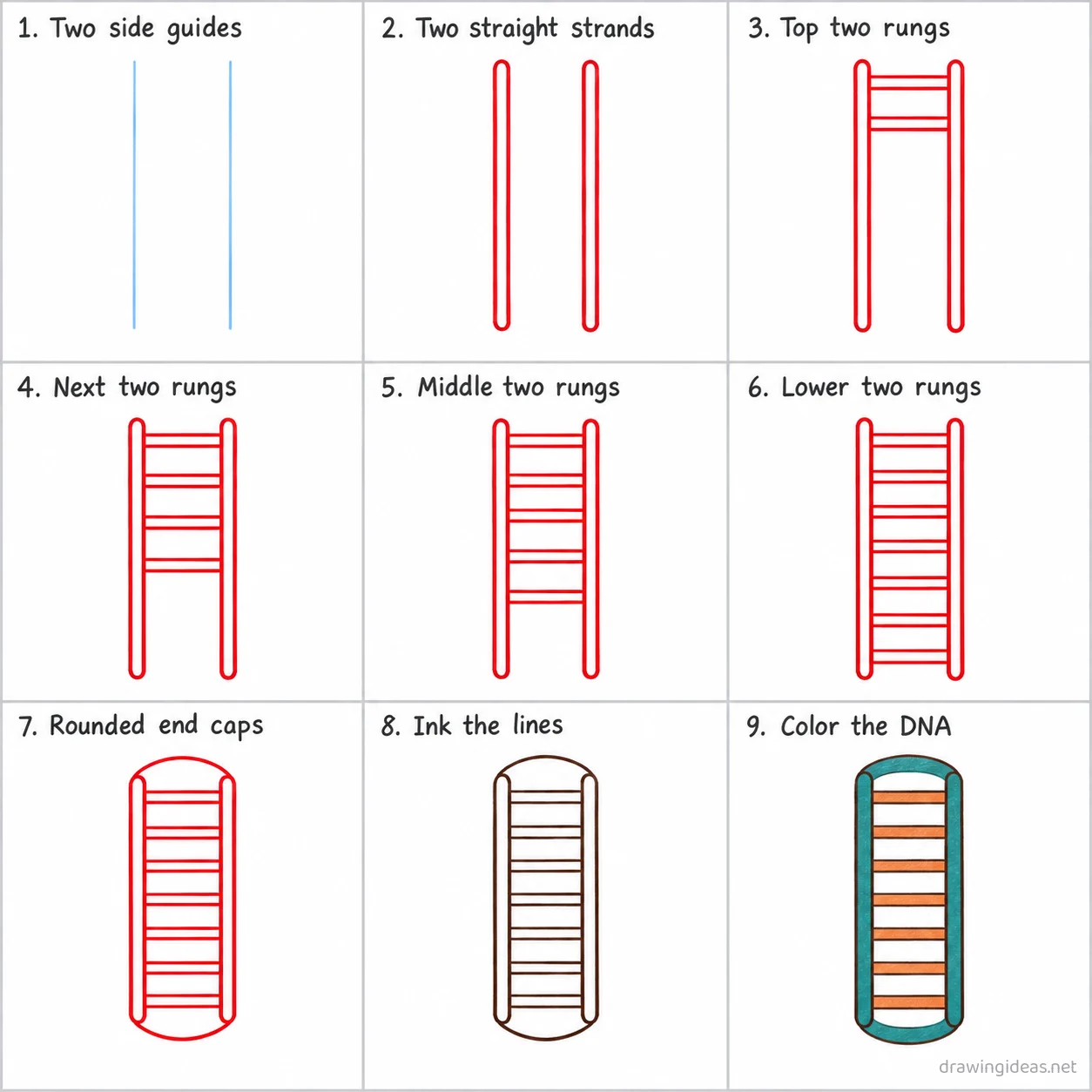 How to draw a DNA double helix step by step — 9-step dna drawing tutorial sheet
