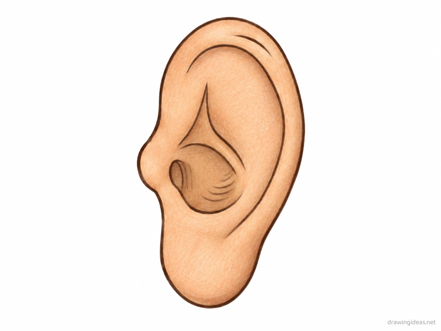 Ear drawing — hand-drawn ear illustration with ink lines and soft colors