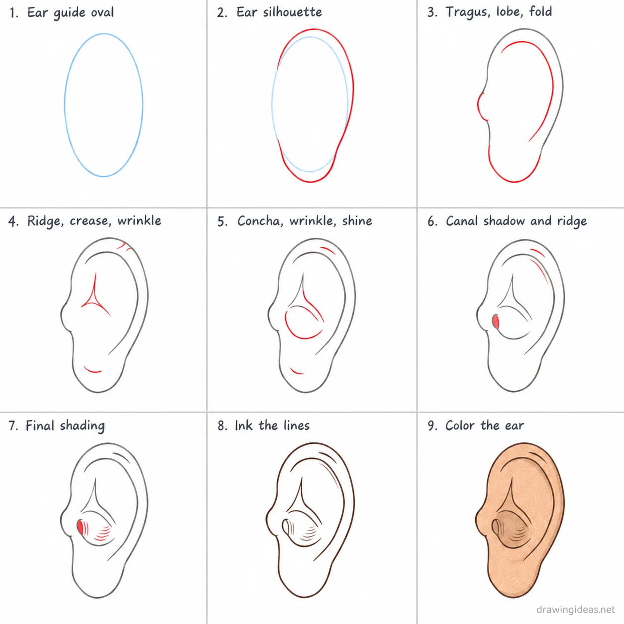 How to draw an ear step by step — 9-step ear drawing tutorial sheet
