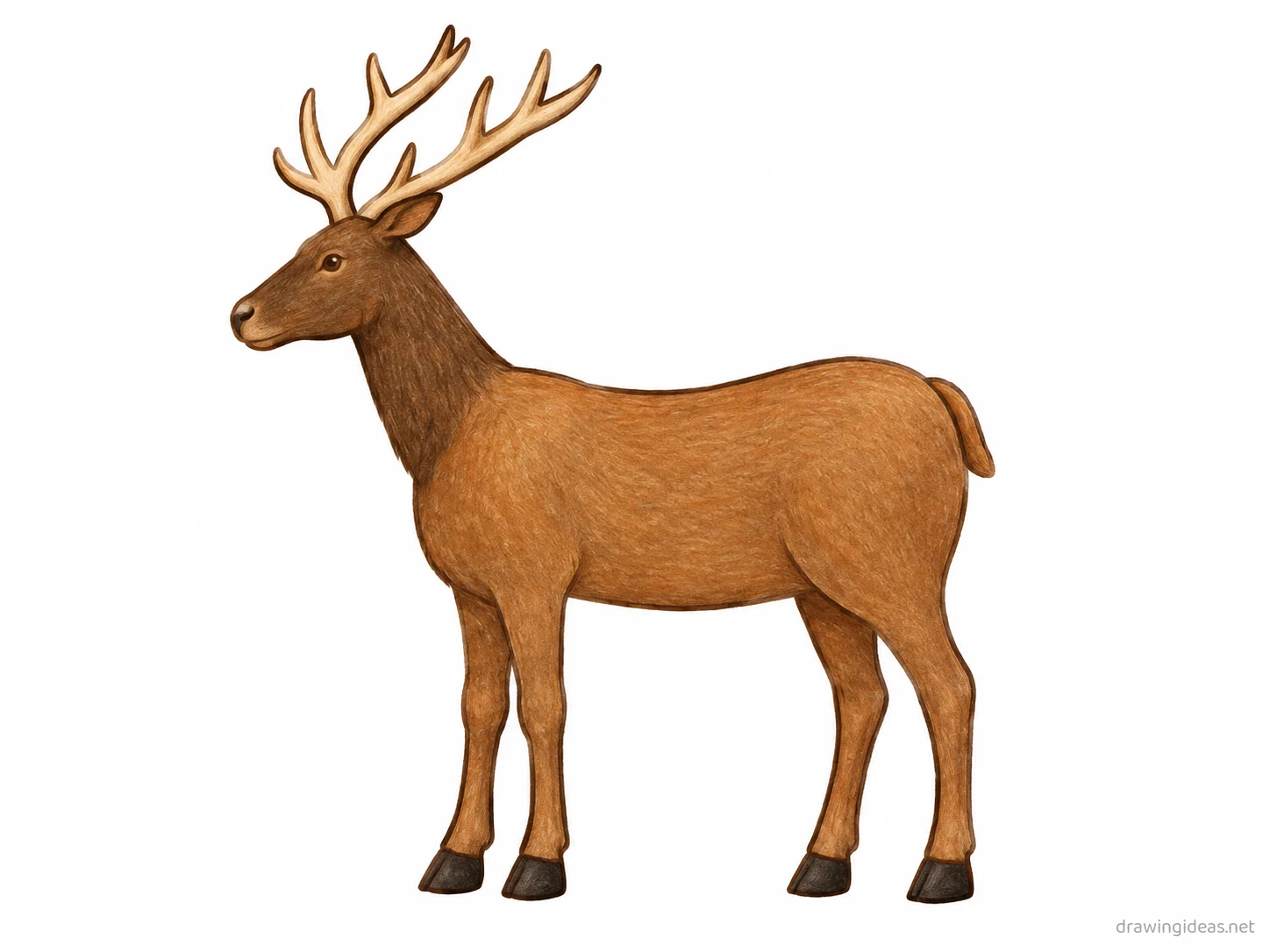 Elk drawing — hand-drawn elk illustration with ink lines and soft colors