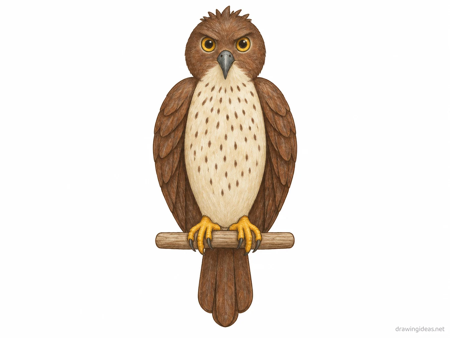 Falcon drawing — hand-drawn falcon illustration with ink lines and soft colors