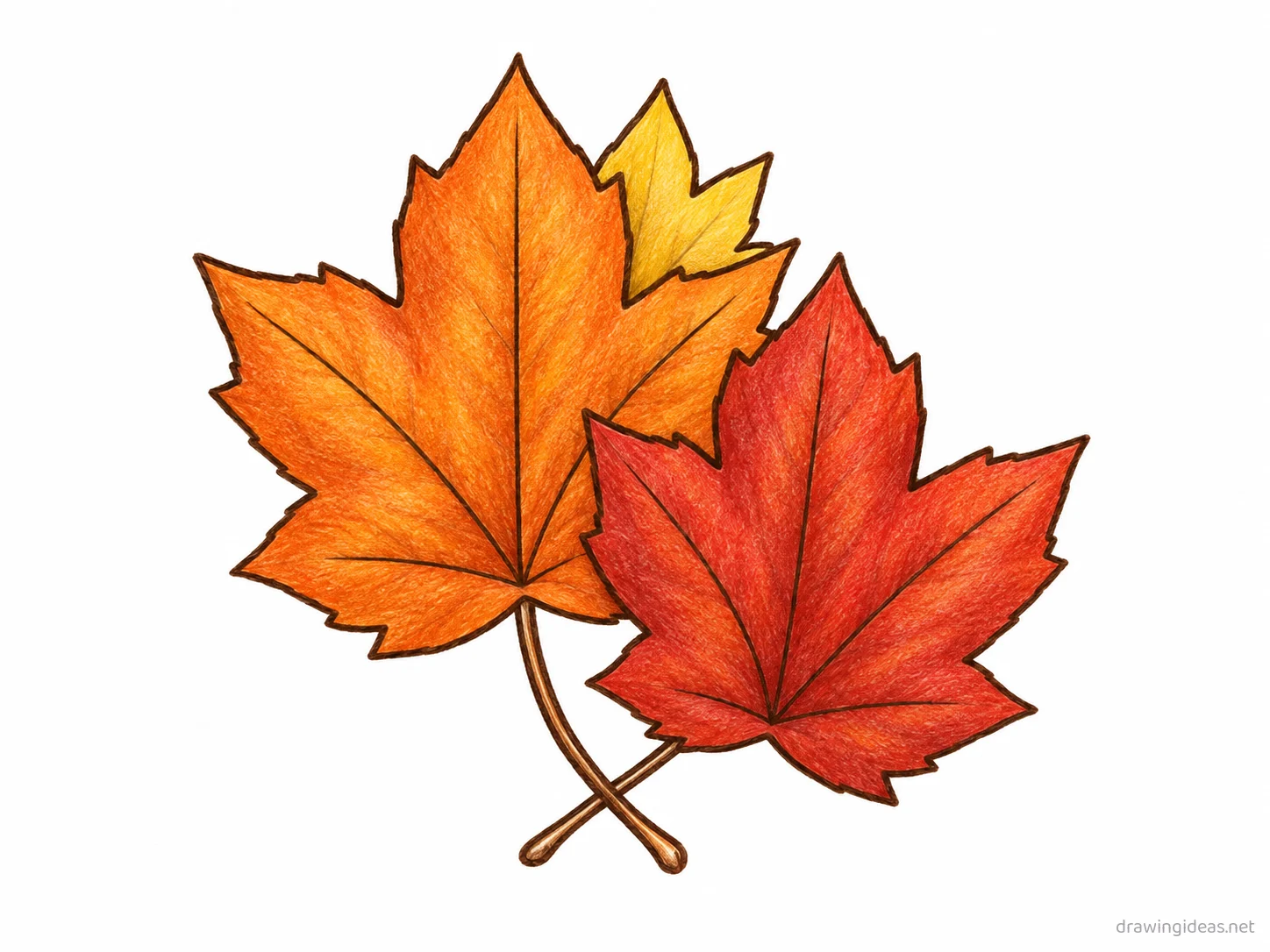Fall Leaves drawing — hand-drawn fall leaves illustration with ink lines and soft colors