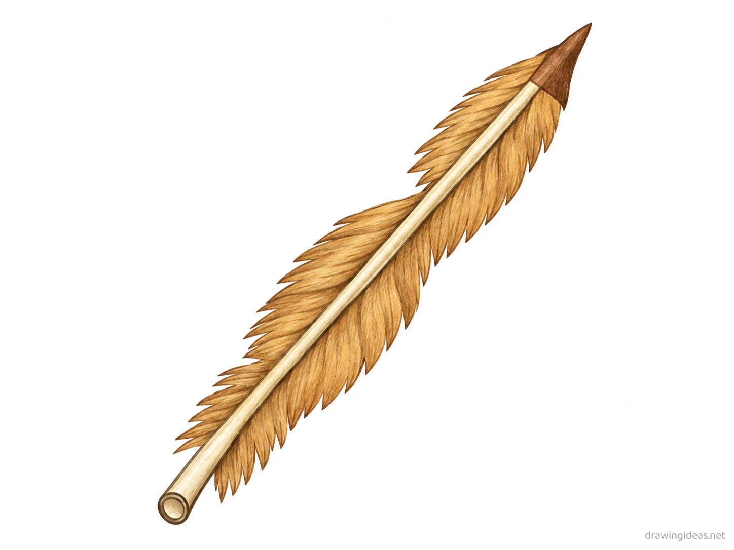 Feather drawing — hand-drawn feather illustration with ink lines and soft colors