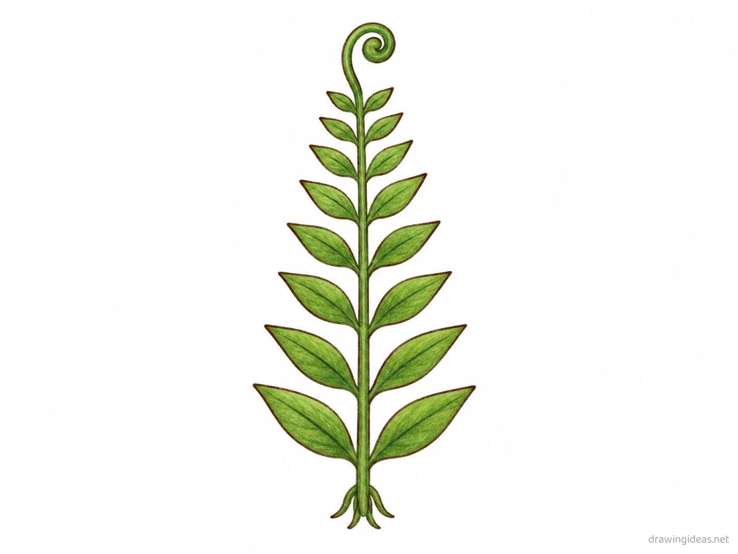 Fern drawing — hand-drawn fern illustration with ink lines and soft colors