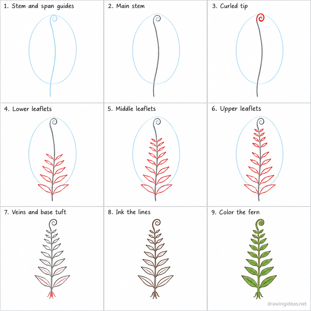 How to draw a fern step by step — 9-step fern drawing tutorial sheet