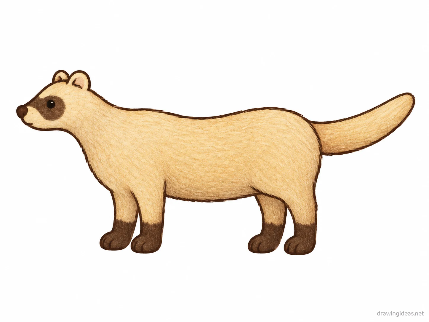 Ferret drawing — hand-drawn ferret illustration with ink lines and soft colors