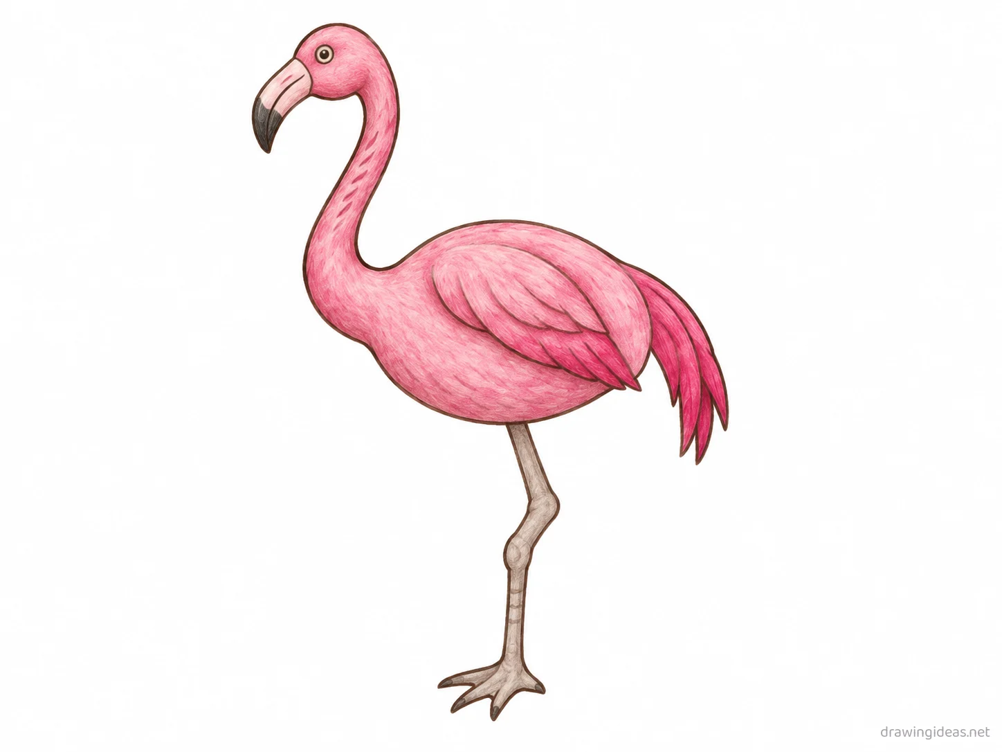 Flamingo drawing — hand-drawn flamingo illustration with ink lines and soft colors