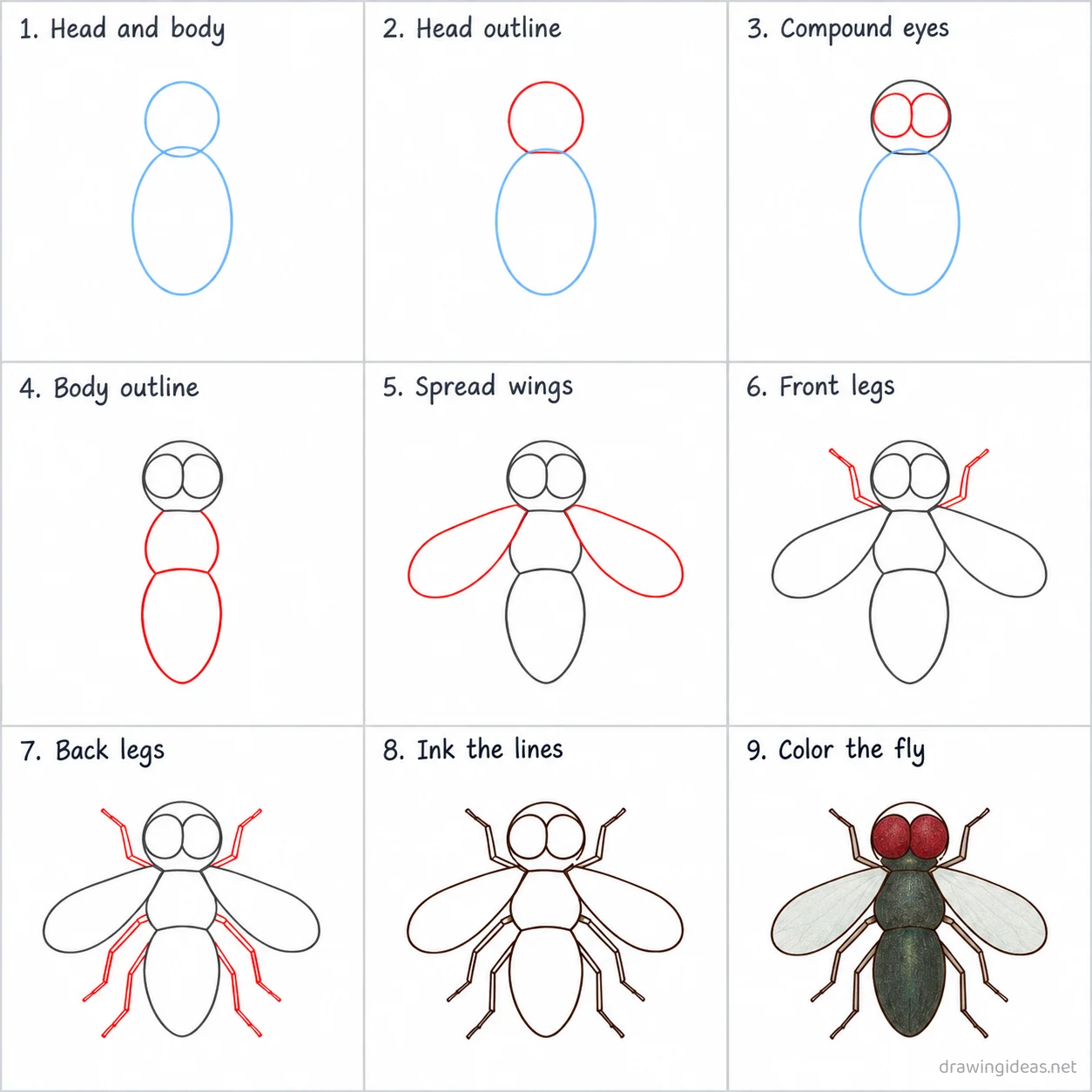 How to draw a fly step by step — 9-step fly drawing tutorial sheet