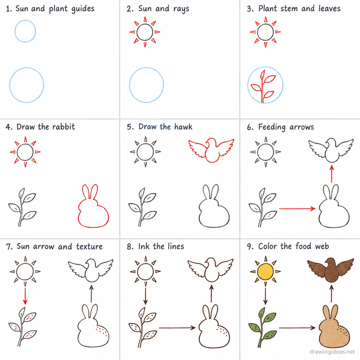 How to draw a food web step by step — 9-step food web drawing tutorial sheet