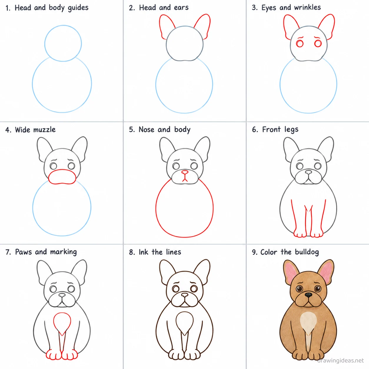 How to draw a French bulldog step by step — 9-step French bulldog drawing tutorial sheet