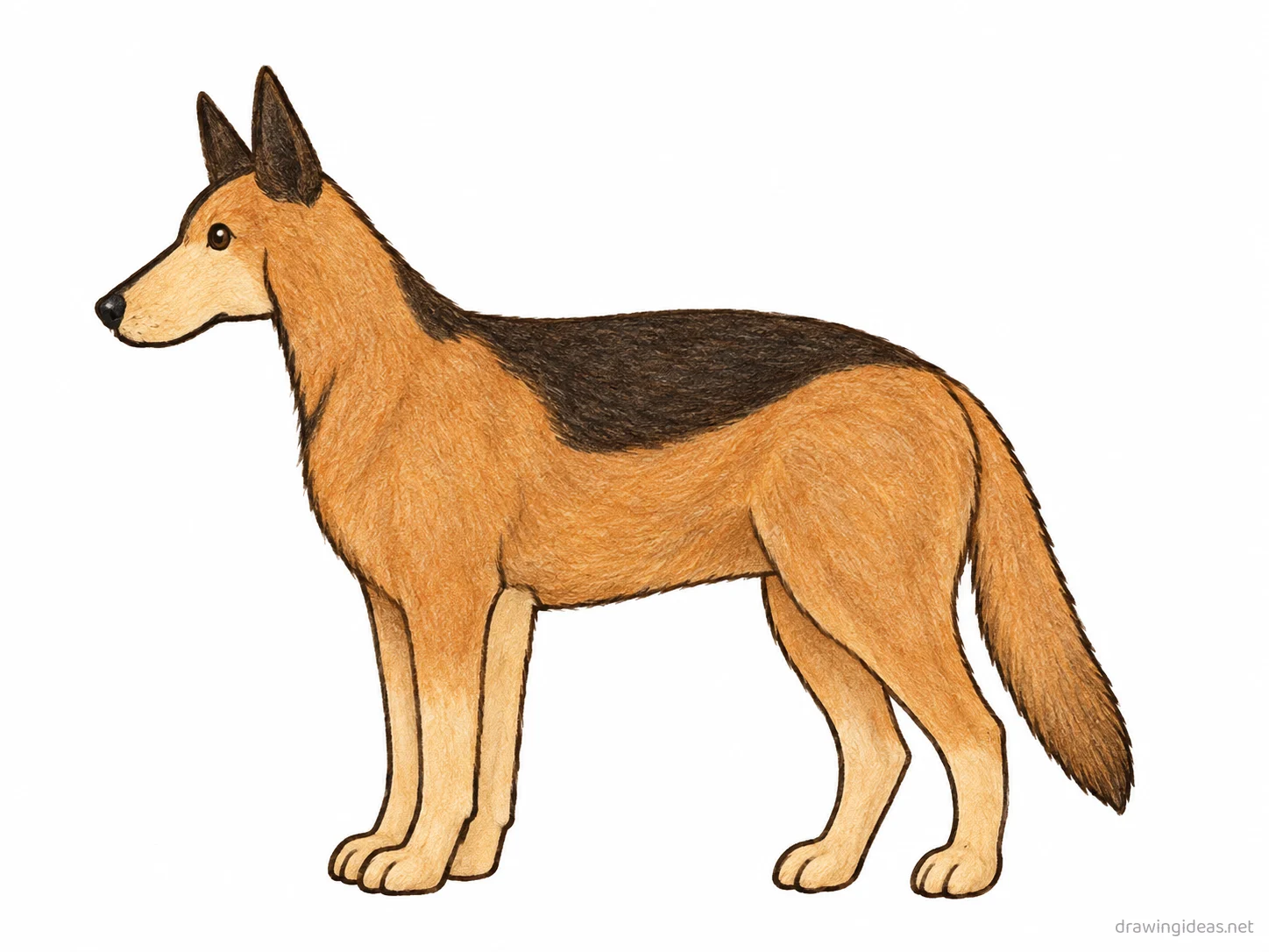 German Shepherd drawing — hand-drawn German shepherd illustration with ink lines and soft colors
