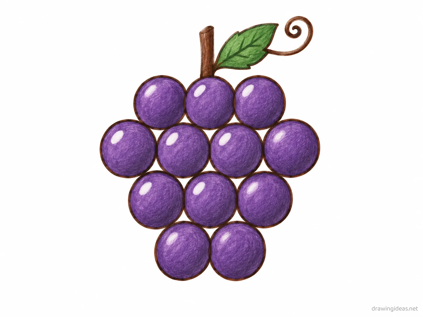 Grapes drawing — hand-drawn grapes illustration with ink lines and soft colors