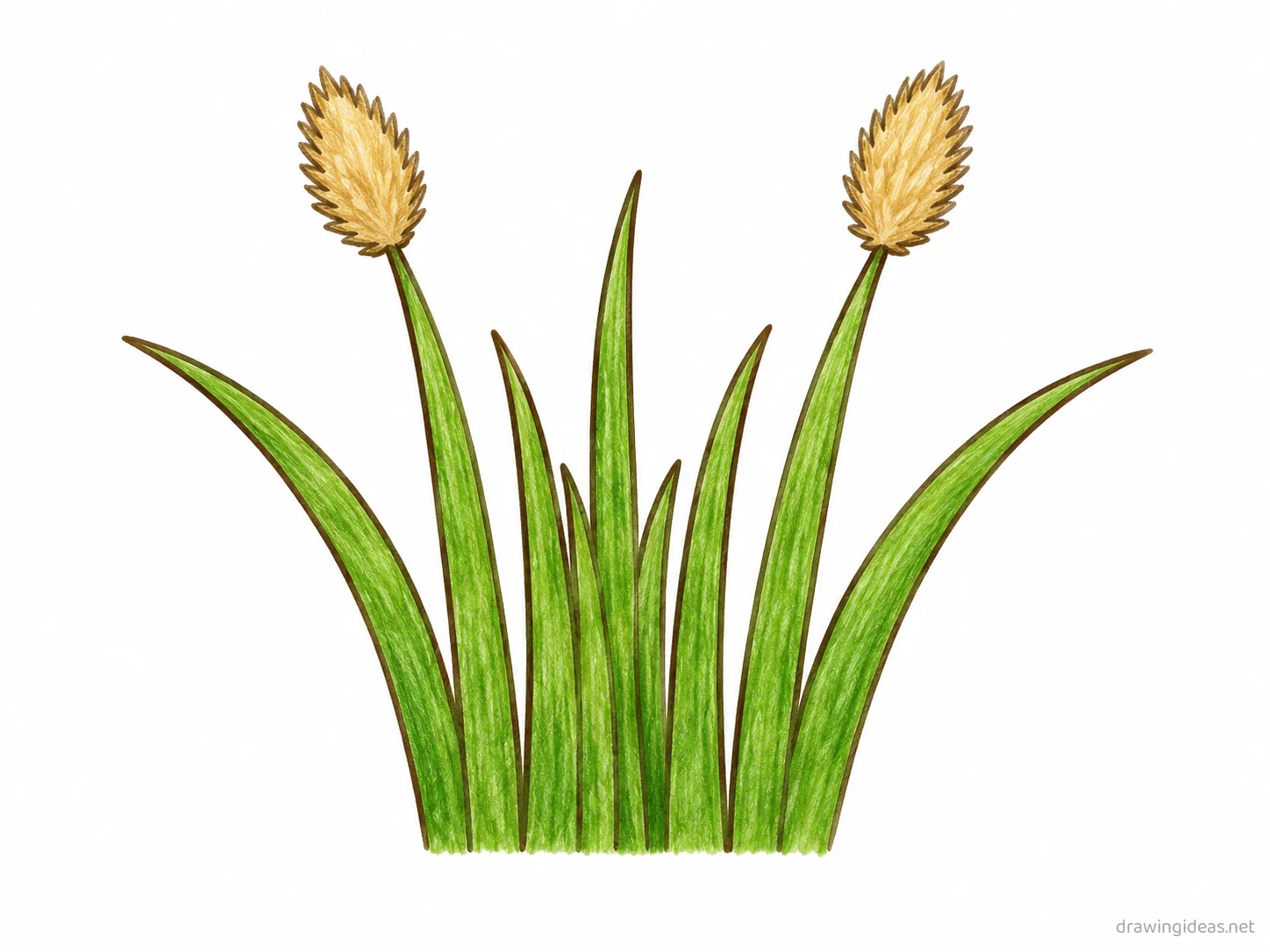 Grass drawing — hand-drawn grass illustration with ink lines and soft colors