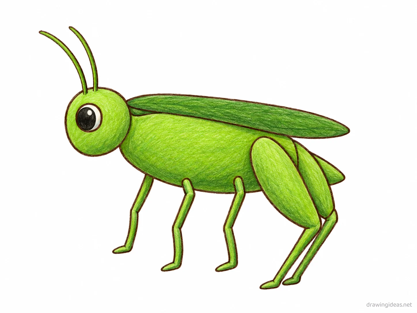Grasshopper drawing — hand-drawn grasshopper illustration with ink lines and soft colors
