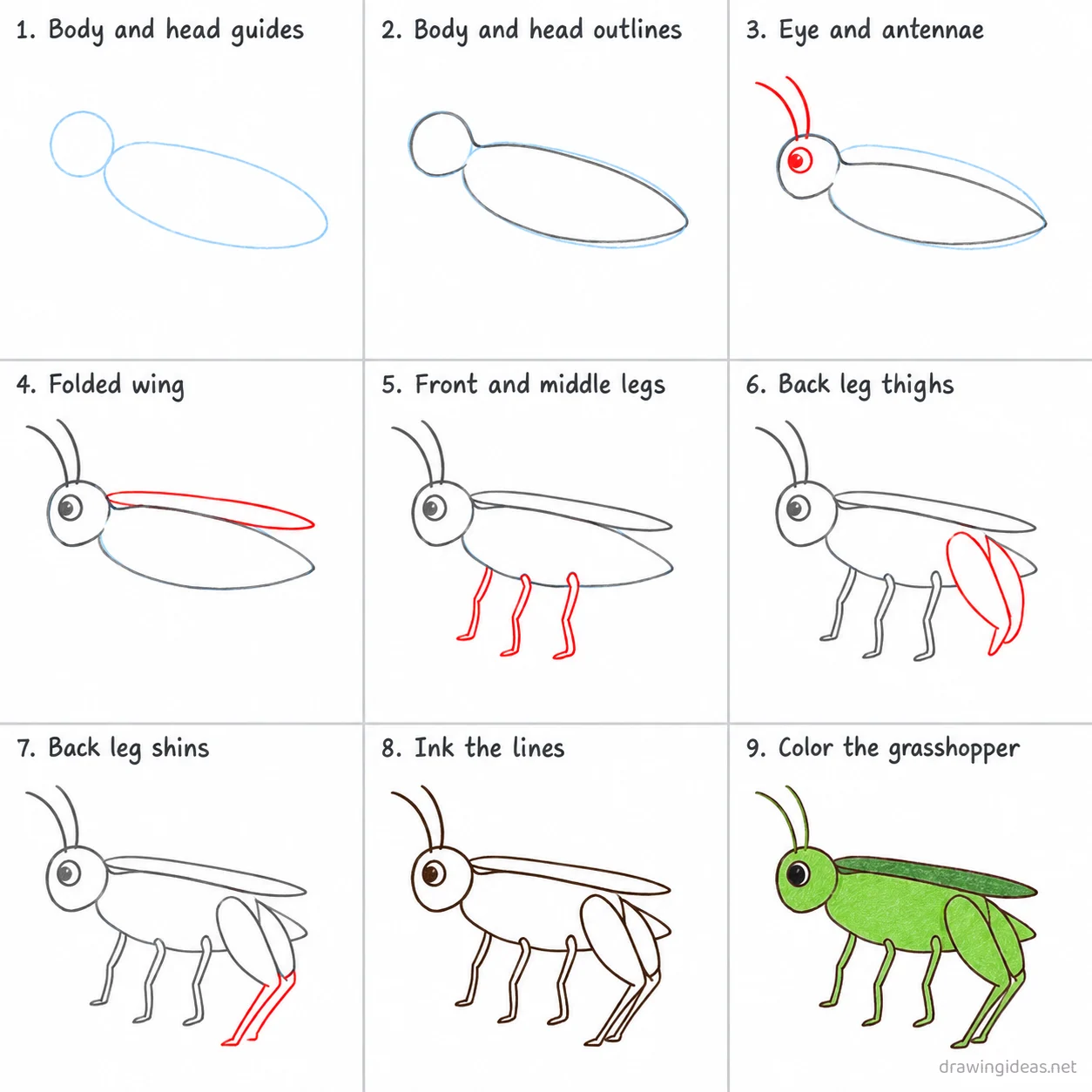 How to draw a grasshopper step by step — 9-step grasshopper drawing tutorial sheet