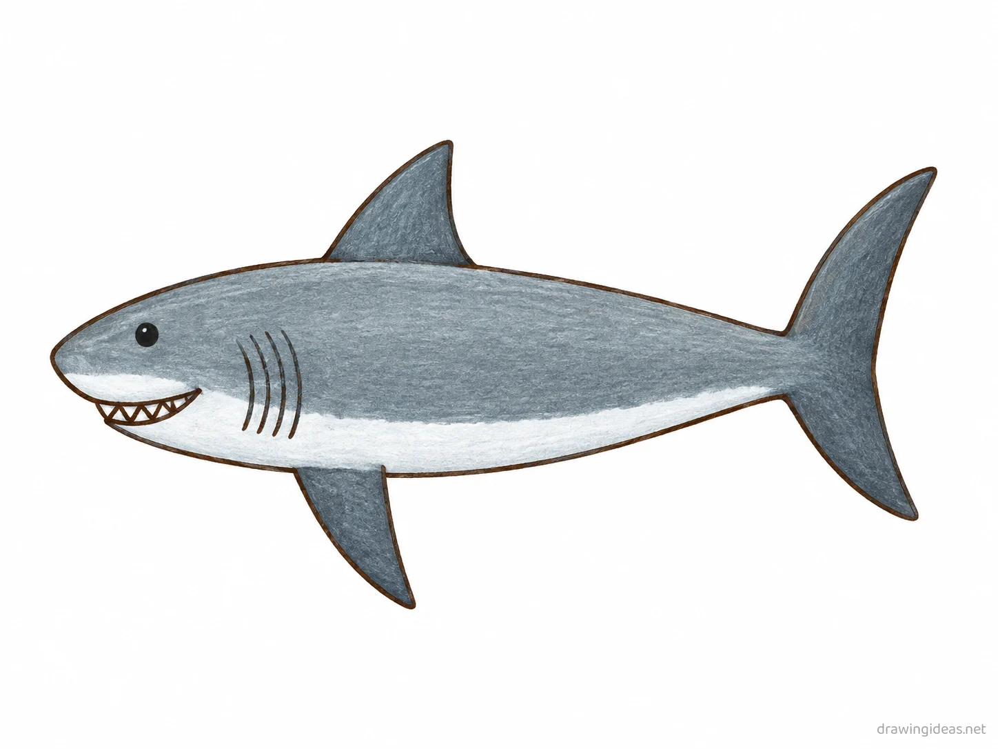 Great White Shark drawing — hand-drawn great white shark illustration with ink lines and soft colors