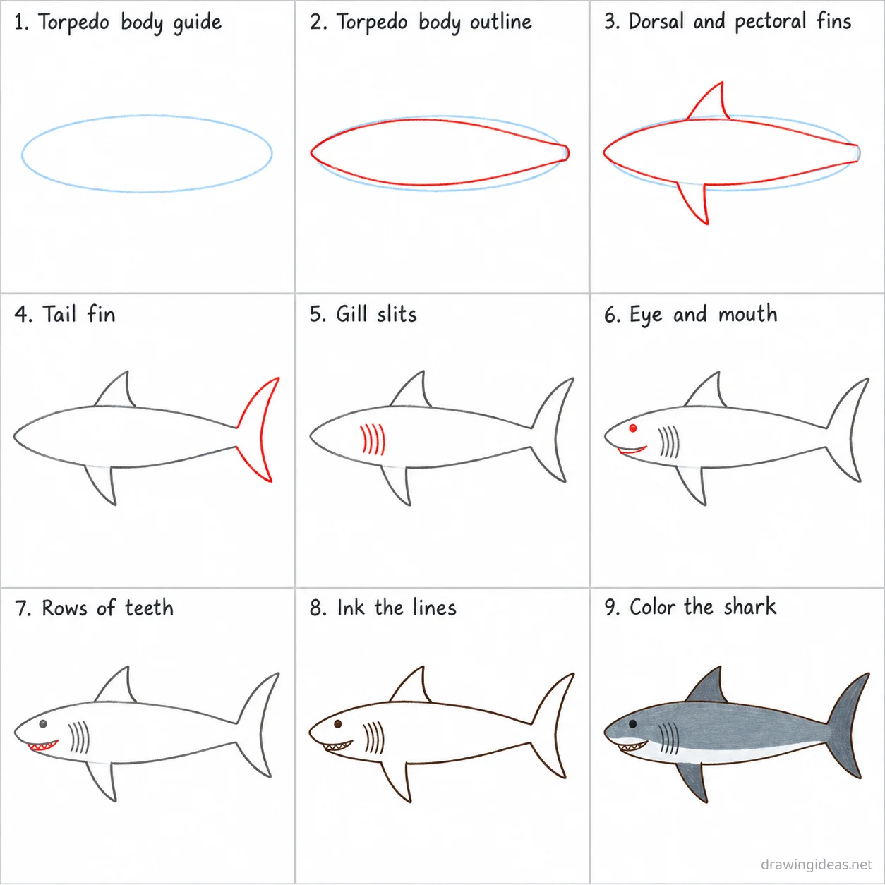 How to draw a great white shark step by step — 9-step great white shark drawing tutorial sheet