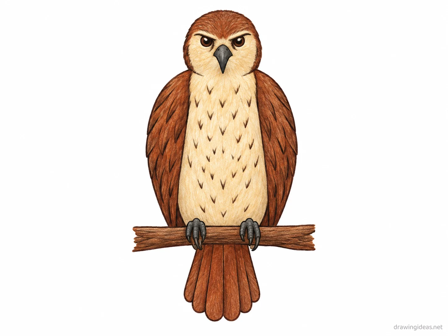 Hawk drawing — hand-drawn hawk illustration with ink lines and soft colors