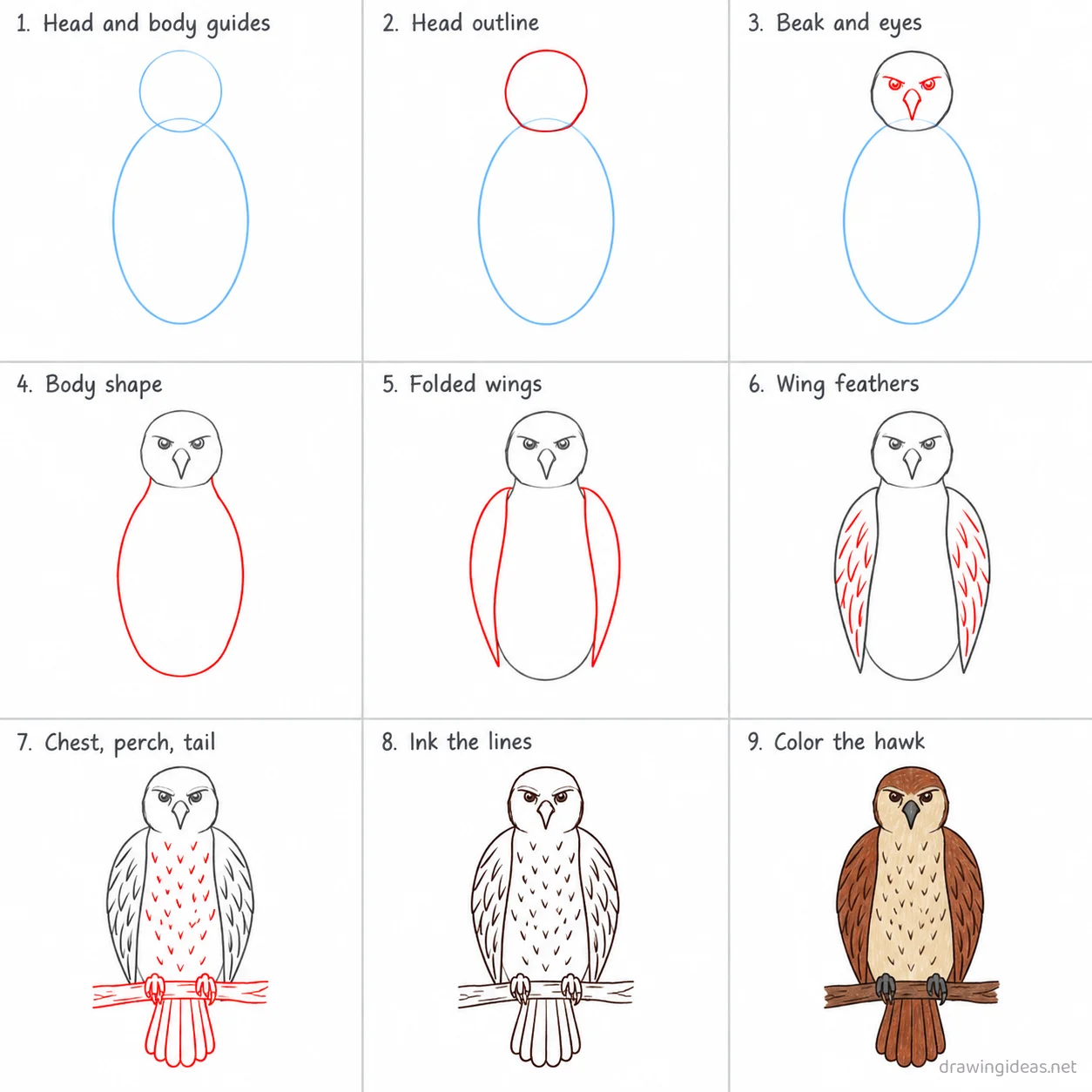 How to draw a hawk step by step — 9-step hawk drawing tutorial sheet