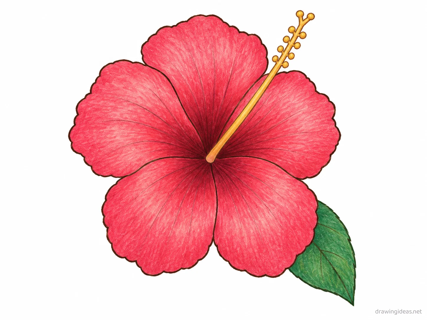 Hibiscus drawing — hand-drawn hibiscus illustration with ink lines and soft colors