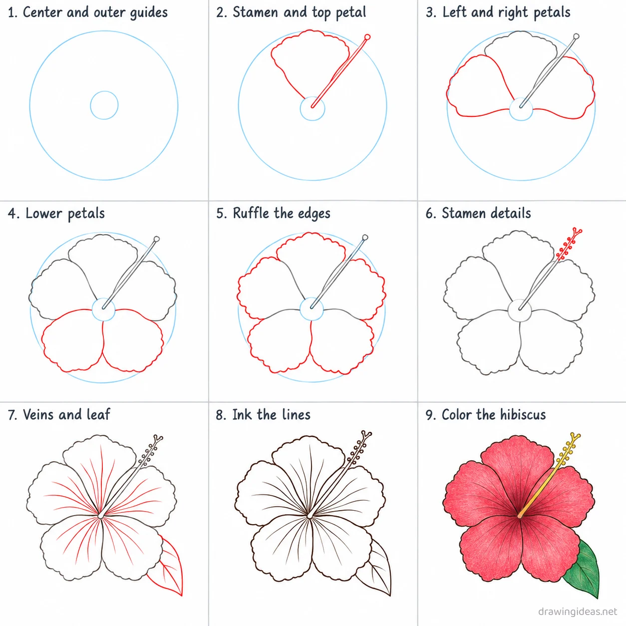 How to draw a hibiscus step by step — 9-step hibiscus drawing tutorial sheet