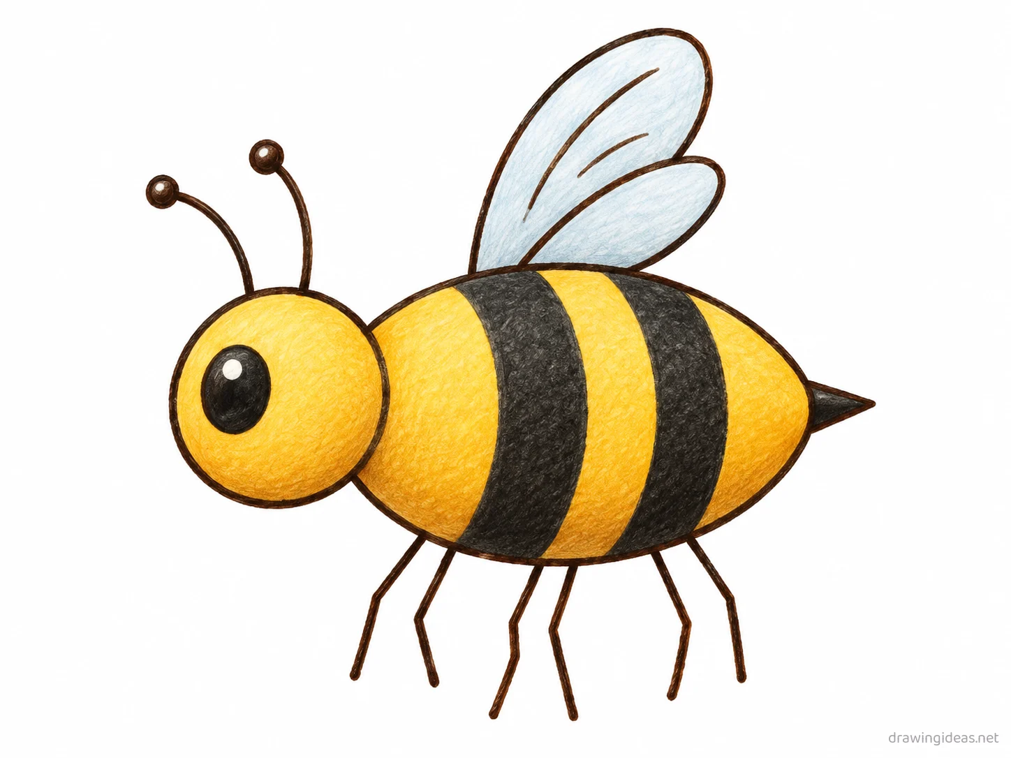 Honey Bee drawing — hand-drawn honey bee illustration with ink lines and soft colors