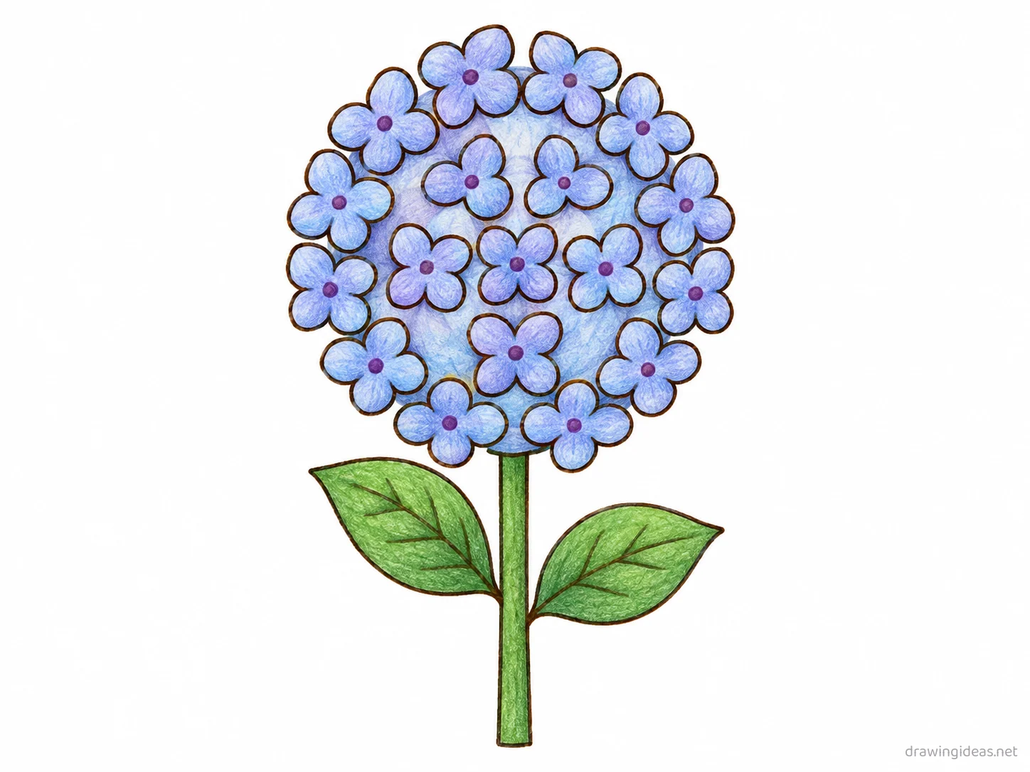 Hydrangea drawing — hand-drawn hydrangea illustration with ink lines and soft colors