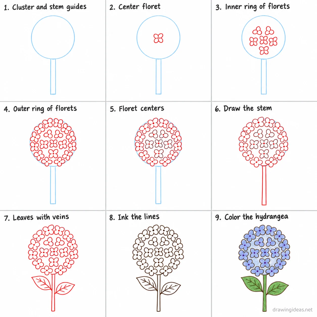 How to draw a hydrangea step by step — 9-step hydrangea drawing tutorial sheet