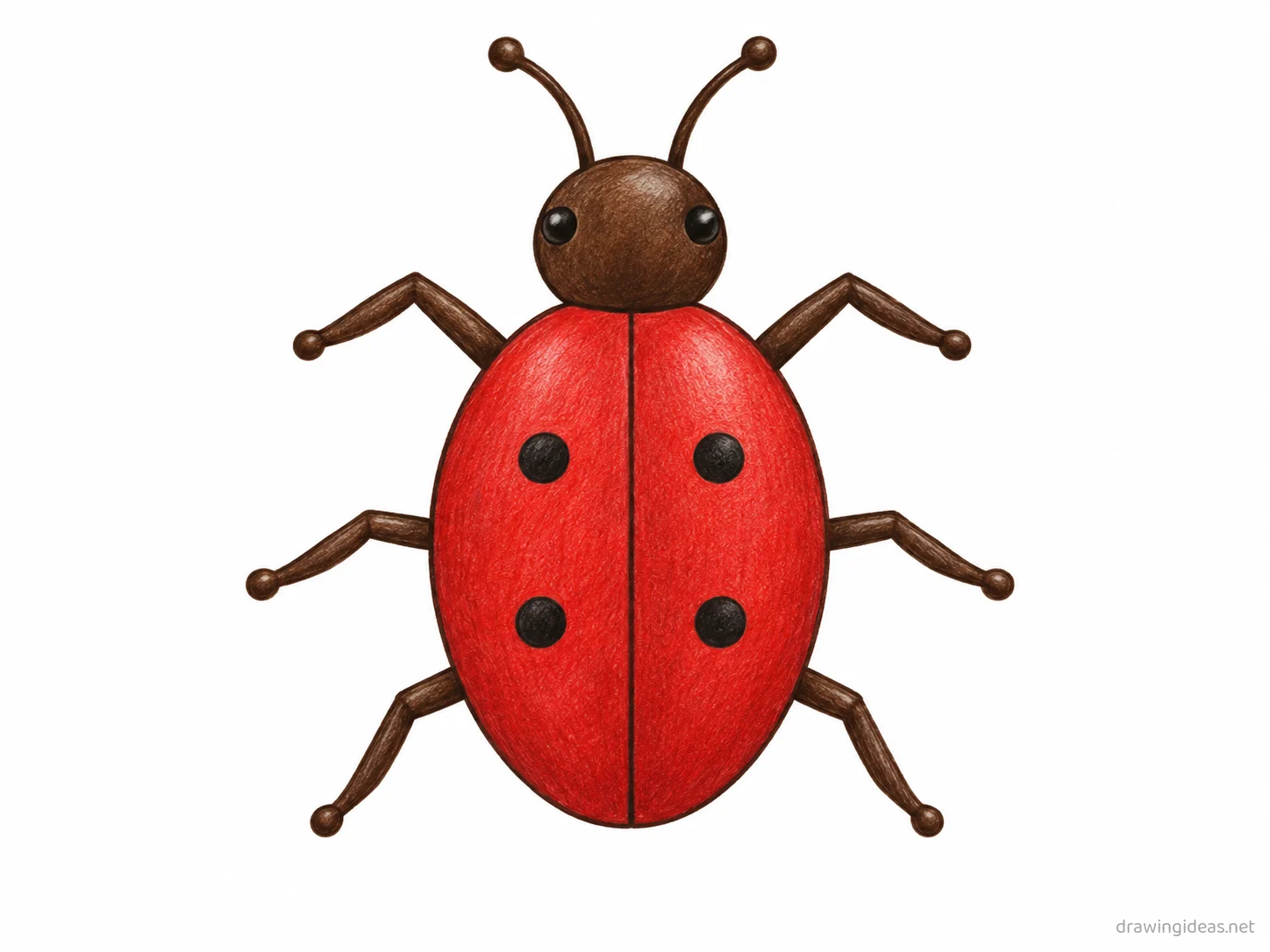 Insect drawing — hand-drawn insect illustration with ink lines and soft colors