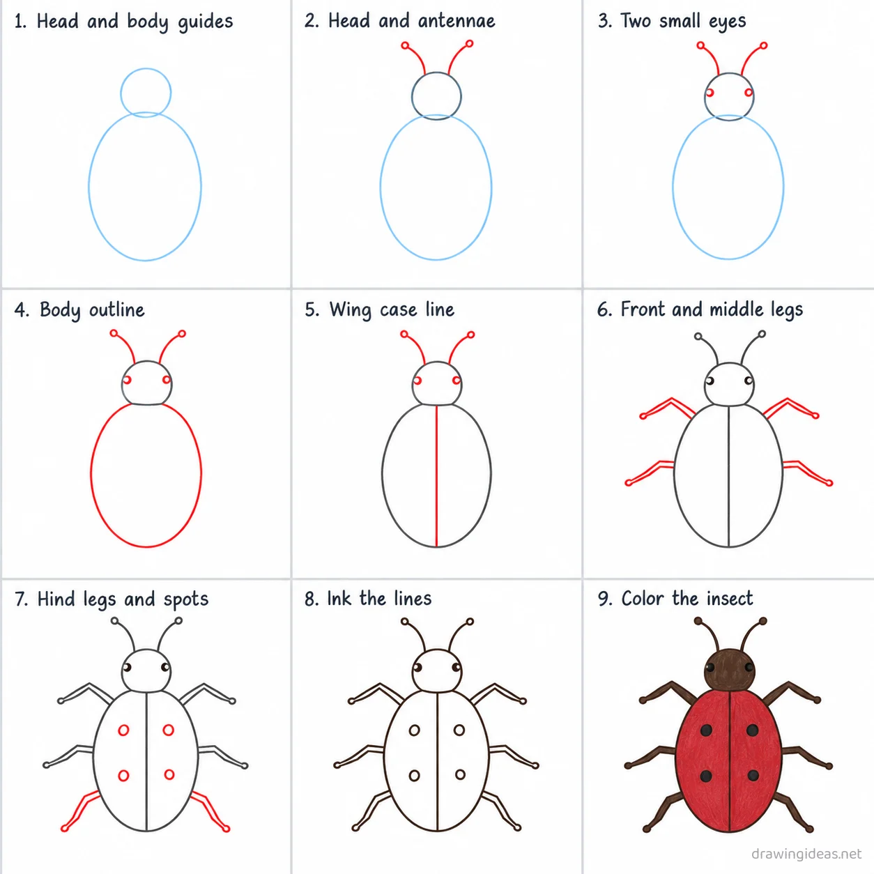 How to draw an insect step by step — 9-step insect drawing tutorial sheet