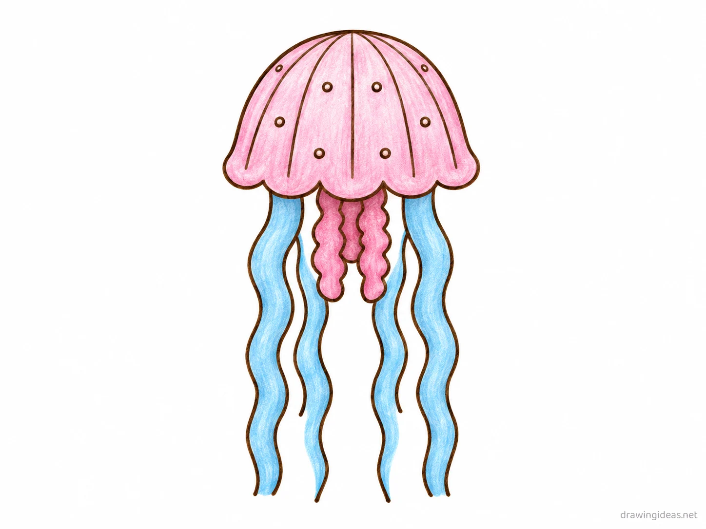 Jellyfish drawing — hand-drawn jellyfish illustration with ink lines and soft colors
