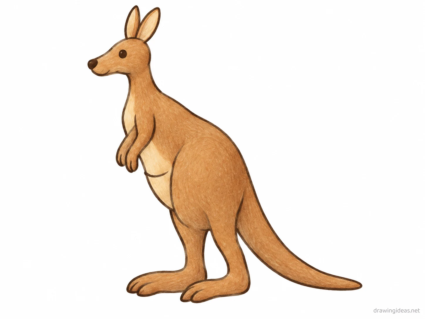 Kangaroo drawing — hand-drawn kangaroo illustration with ink lines and soft colors