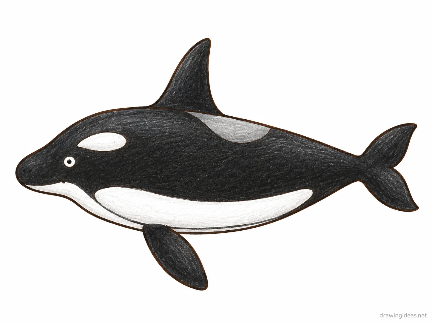 Killer Whale drawing — hand-drawn killer whale illustration with ink lines and soft colors