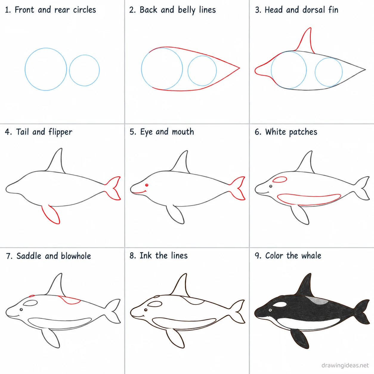 How to draw a killer whale step by step — 9-step killer whale drawing tutorial sheet