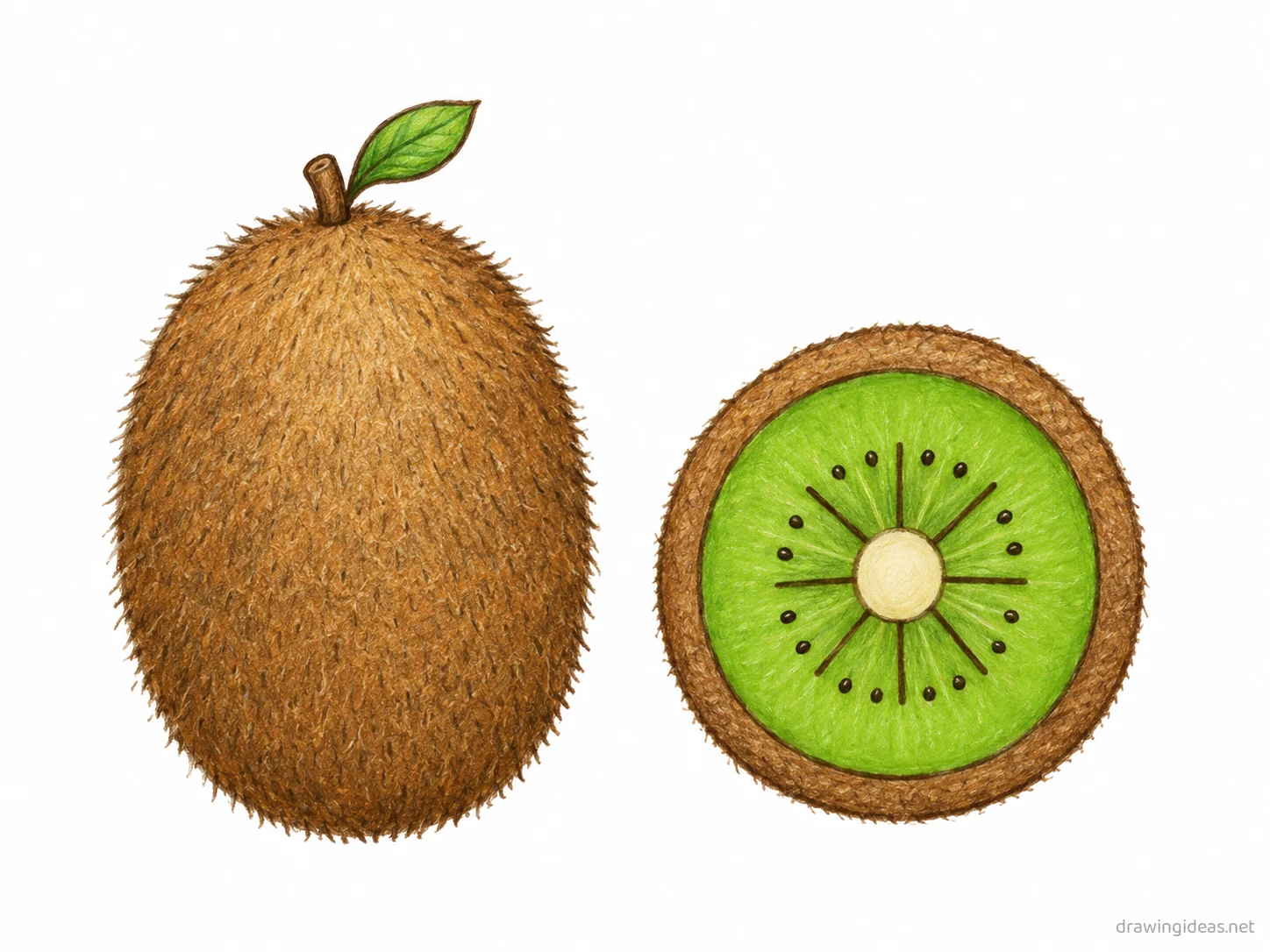 Kiwi drawing — hand-drawn kiwi illustration with ink lines and soft colors