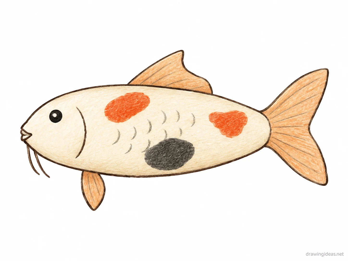 Koi Fish drawing — hand-drawn koi fish illustration with ink lines and soft colors