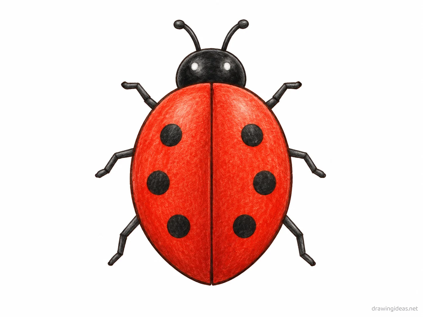 Ladybug drawing — hand-drawn ladybug illustration with ink lines and soft colors