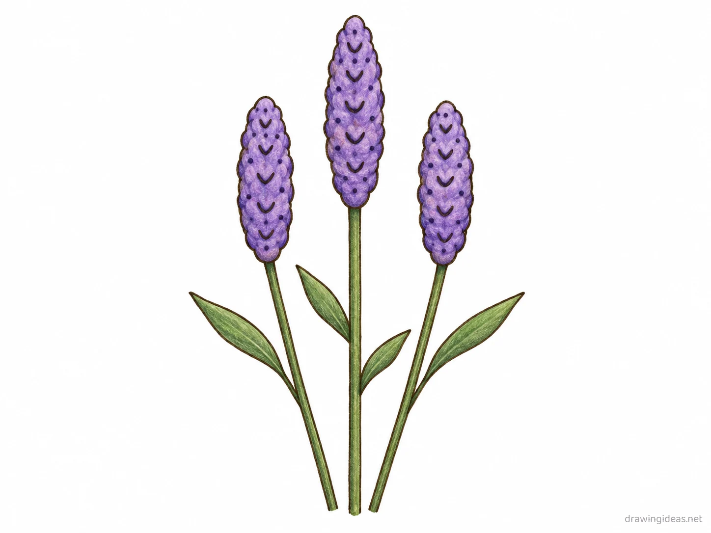 Lavender drawing — hand-drawn lavender illustration with ink lines and soft colors