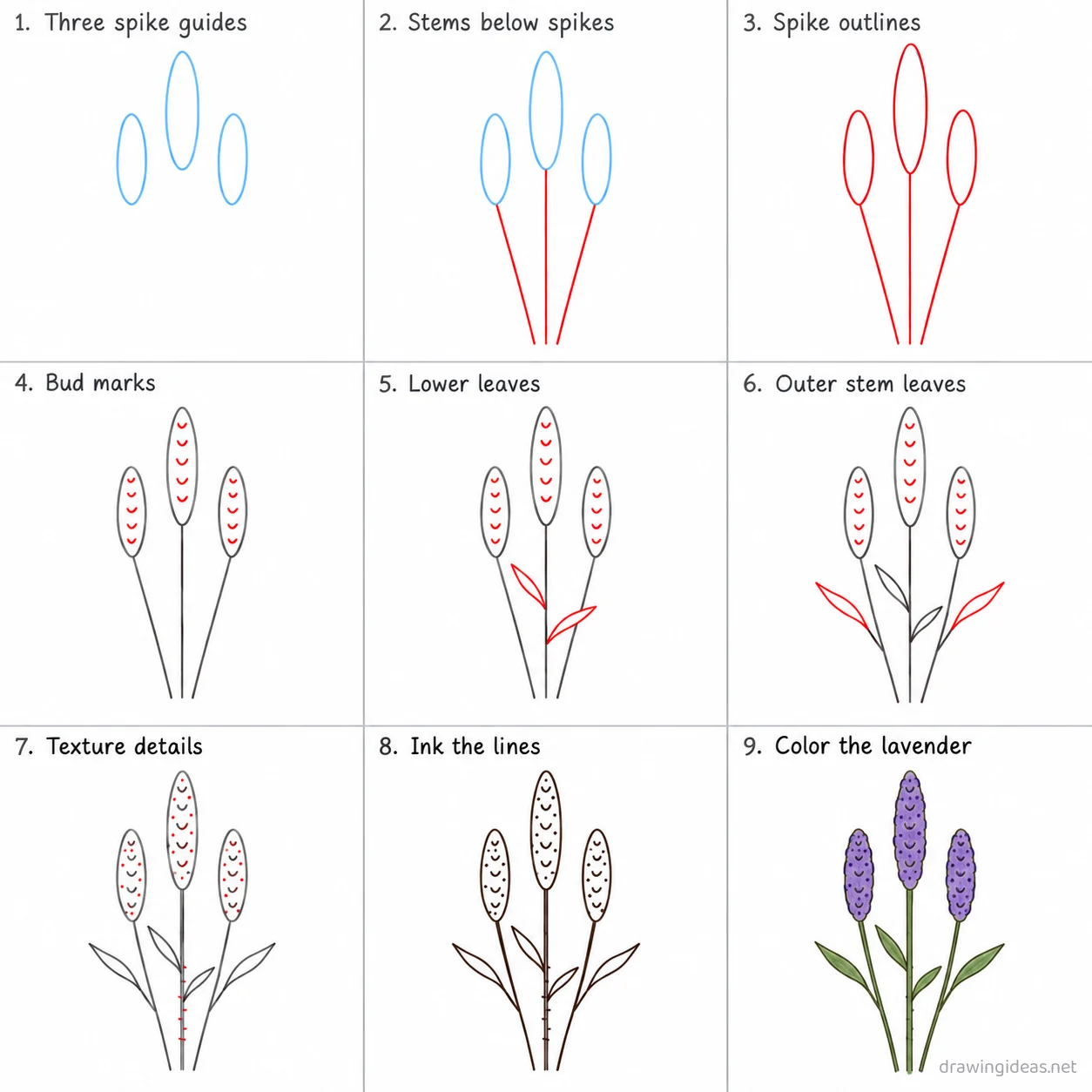 How to draw lavender step by step — 9-step lavender drawing tutorial sheet