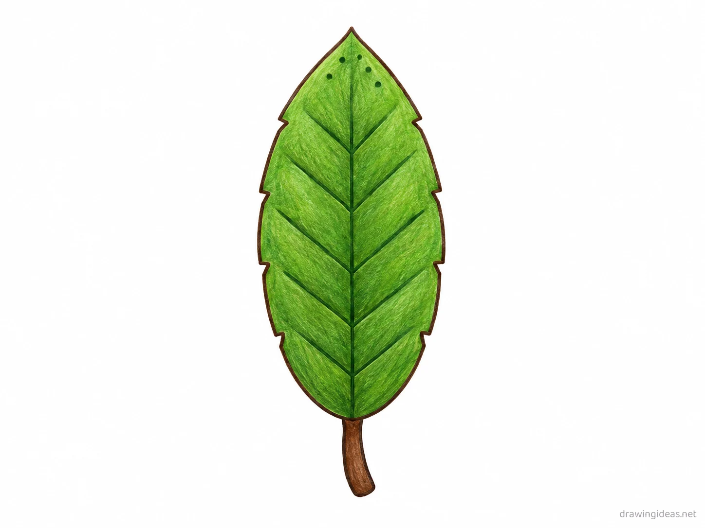 Leaf drawing — hand-drawn leaf illustration with ink lines and soft colors