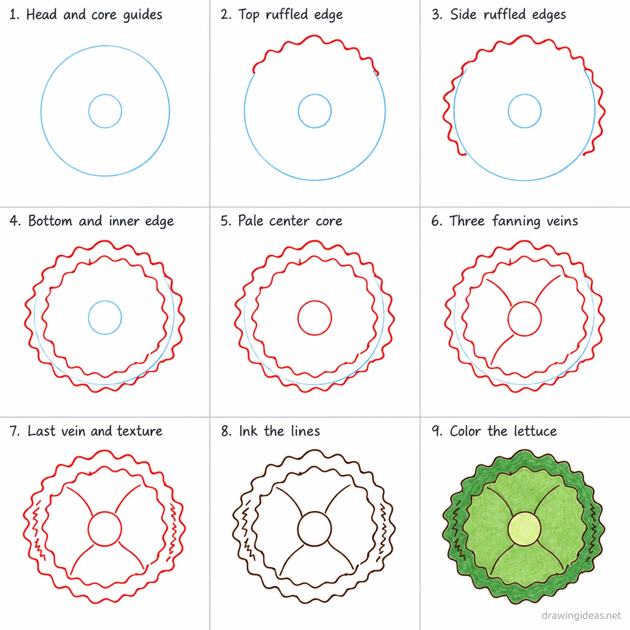 How to draw lettuce step by step — 9-step lettuce drawing tutorial sheet